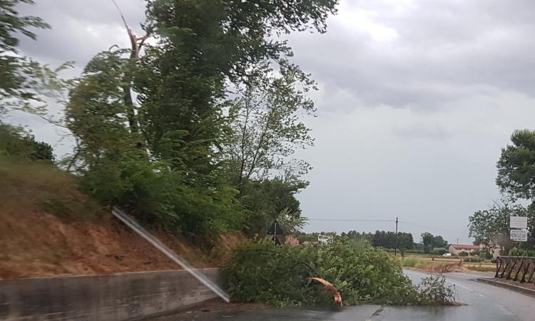Il maltempo flagella la provincia di Macerata: trombe d'aria e piante in mezzo alla strada (FOTO) Il maltempo flagella la provincia di Macerata: trombe d'aria e piante in mezzo alla strada (FOTO)