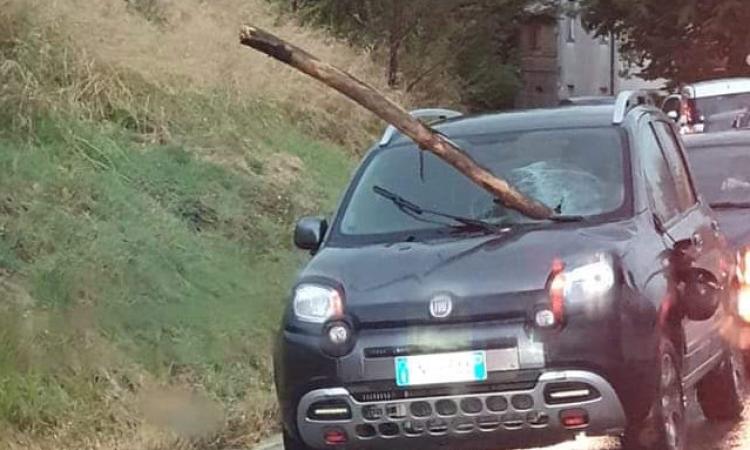 Ramo sfonda il parabrezza di una Fiat Panda: miracolata la conducente Ramo sfonda il parabrezza di una Fiat Panda: miracolata la conducente