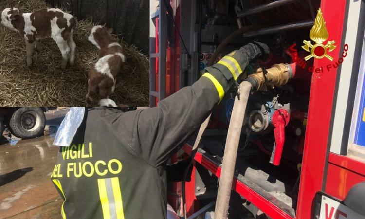 San Severino, vasto incendio in una stalla di vitelli dell'azienda agricola Coronati San Severino, vasto incendio in una stalla di vitelli dell'azienda agricola Coronati