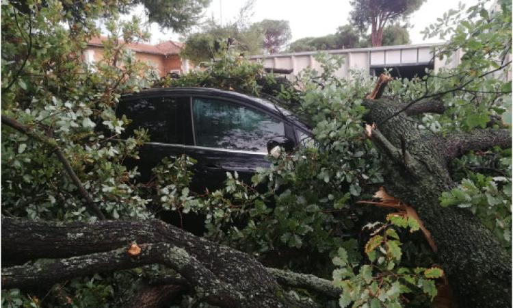Temporale con caduta alberi: responsabilità del Comune per il risarcimento danni alle automobili Temporale con caduta alberi: responsabilità del Comune per il risarcimento danni alle automobili