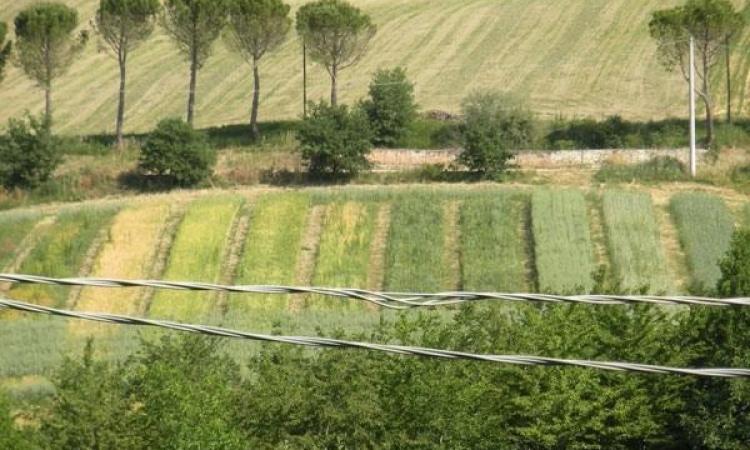 Post-sisma, la Regione stanzia più fondi per investire sul settore agricolo