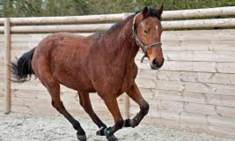 Macerata, cade da cavallo: uomo al Pronto Soccorso Macerata, cade da cavallo: uomo al Pronto Soccorso