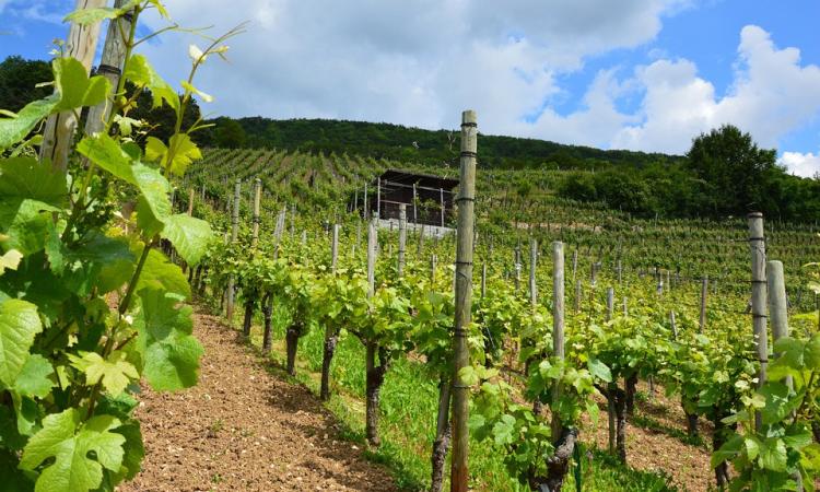 Slow Wine 2019 premia i vini marchigiani: il Verdicchio spicca fra tutti