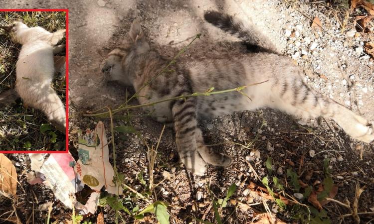 Macerata,  gattini  trovati morti nel quartiere Pace: si sospetta che siano stati avvelenati
