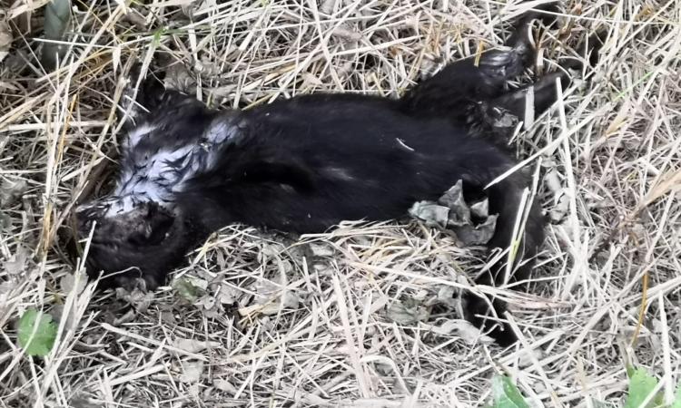 Macerata, "mattanza" di gatti in zona Pace: trovato morto anche un terzo felino