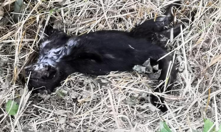 Macerata, "mattanza" di gatti in zona Pace: trovato morto anche un terzo felino Macerata, "mattanza" di gatti in zona Pace: trovato morto anche un terzo felino