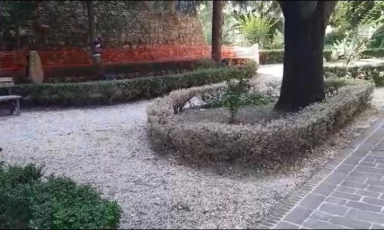 Camerino, siepi colpite da piralide del bosso: disposti trattamenti speciali Camerino, siepi colpite da piralide del bosso: disposti trattamenti speciali