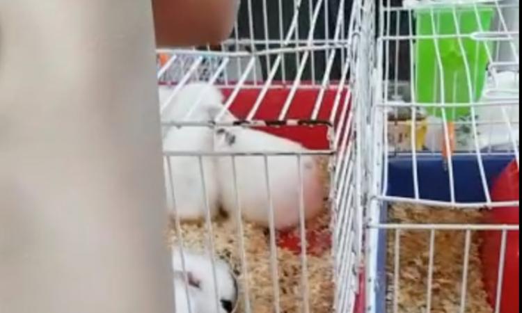 Porto Recanati, "animali in vendita tra sporco, confusione e caldo": la denuncia dell'OIPA (FOTO) Porto Recanati, "animali in vendita tra sporco, confusione e caldo": la denuncia dell'OIPA (FOTO)
