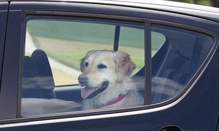 Avere cani liberi in auto deconcentra chi è alla guida (ed è vietato)