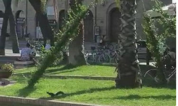 Porto Recanati, due scoiattoli scorrazzano in piazza (VIDEO)