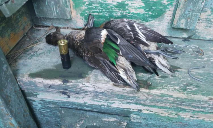 Porto Recanati, abbattuti esemplari di anatre selvatiche protette: denunciato un cacciatore