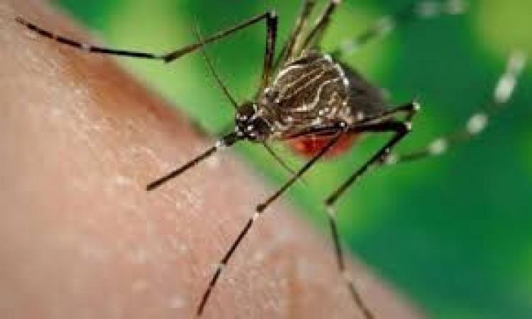 Riscontrato un altro caso di Dengue nelle Marche: scatta il piano di disinfestazione Riscontrato un altro caso di Dengue nelle Marche: scatta il piano di disinfestazione