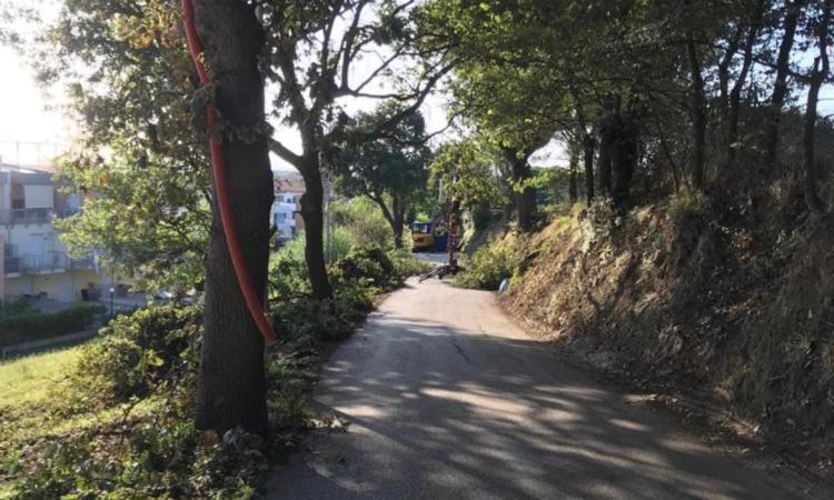 Civitanova, verde pubblico: 60mila euro per ripristinare le 41 piante ammalate e abbattute