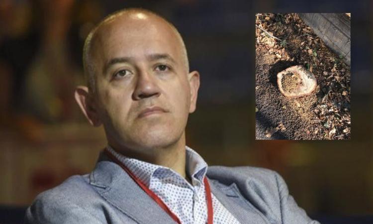 Il sindaco Ciarapica sull'abbattimento in via delle Fosse: "Le querce un pericolo per l'incolumità"