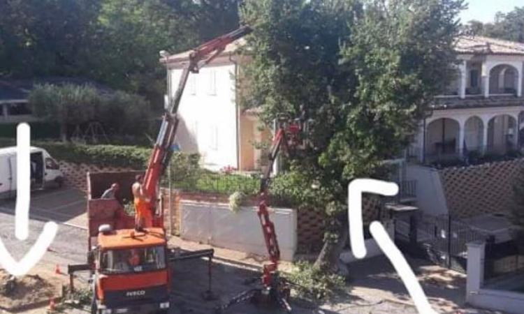Civitanova, continua l'abbattimento delle querce in via Gentile. I cittadini: "Senza parole"