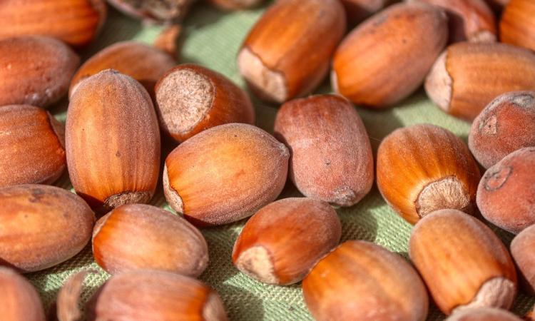 La Ferrero sbarca anche nel Maceratese: siglato l'accordo con la Montesanto per il "Progetto Nocciola" La Ferrero sbarca anche nel Maceratese: siglato l'accordo con la Montesanto per il "Progetto Nocciola"