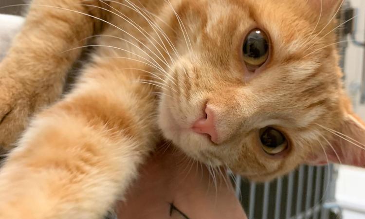Appello di Argo per salvare Garfield: "Quanto vale la vita di un gatto?"