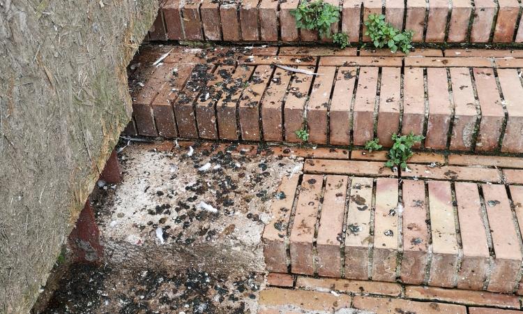 Civitanova Alta, la denuncia dei residenti: "Sporcizia e incuria, borgo in agonia" (FOTO) Civitanova Alta, la denuncia dei residenti: "Sporcizia e incuria, borgo in agonia" (FOTO)