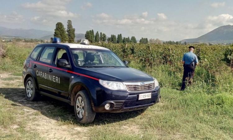 Lotta al caporalato, amministratore giudiziario per tre aziende agricole: lavoratori pagati 2 euro e 50 all'ora Lotta al caporalato, amministratore giudiziario per tre aziende agricole: lavoratori pagati 2 euro e 50 all'ora
