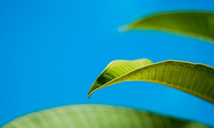 Fenomeno Green Marketing: perché le aziende farebbero meglio a puntare sull’ecosostenibilità