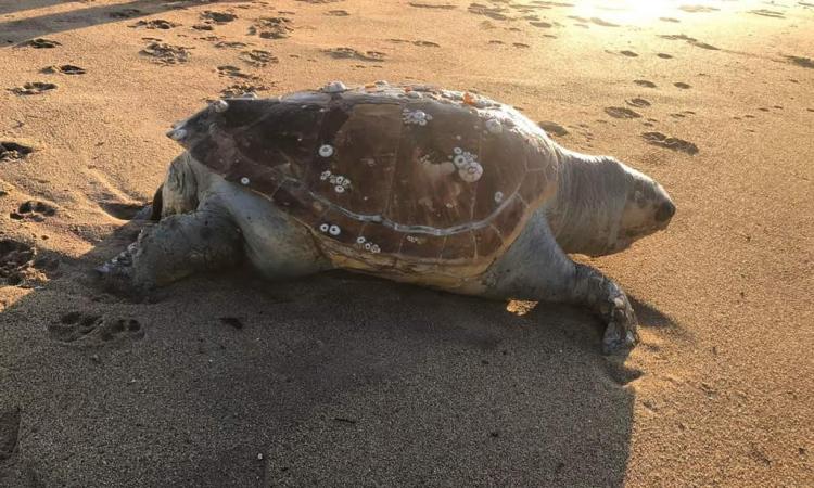 Porto Recanati, trovata tartaruga spiaggiata in zona pineta (FOTO)