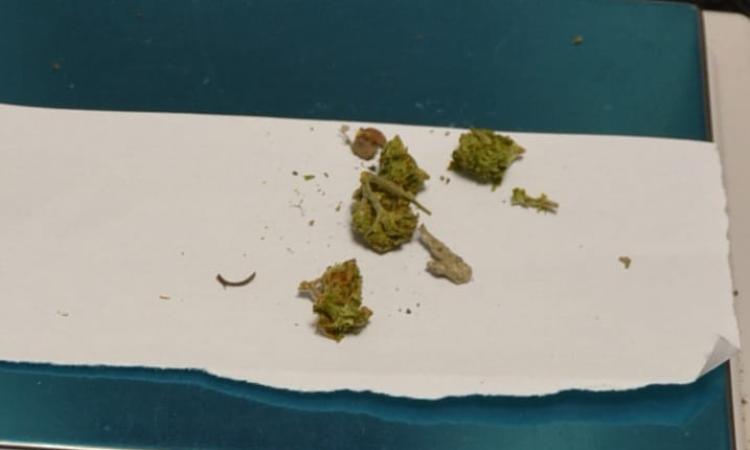Blitz della polizia in un'azienda agricola: sequestrate le infiorescenze di cannabis Blitz della polizia in un'azienda agricola: sequestrate le infiorescenze di cannabis