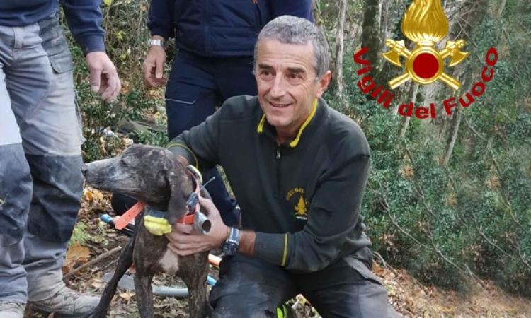 Esanatoglia, i vigili del fuoco salvano un cane rimasto intrappolato in una buca Esanatoglia, i vigili del fuoco salvano un cane rimasto intrappolato in una buca
