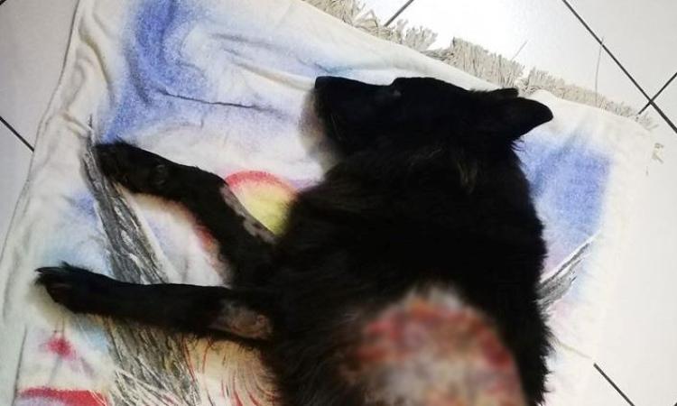Civitanova, due pitbull aggrediscono cane e anziano: "Il loro proprietario è scappato"