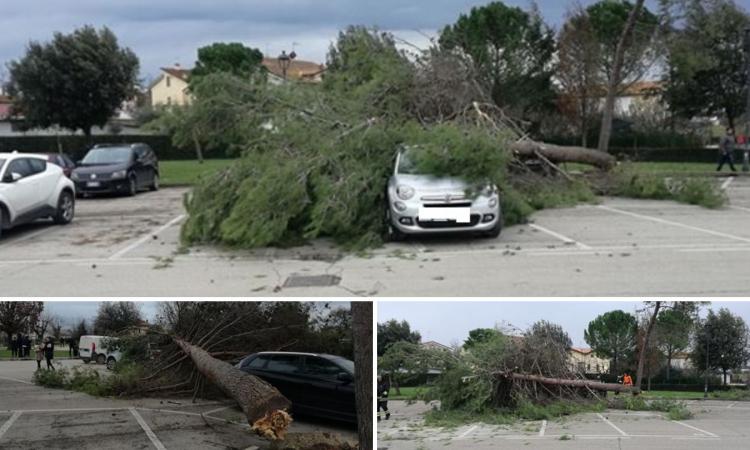 Alberi finiscono sopra le auto a Montecosaro (FOTO)