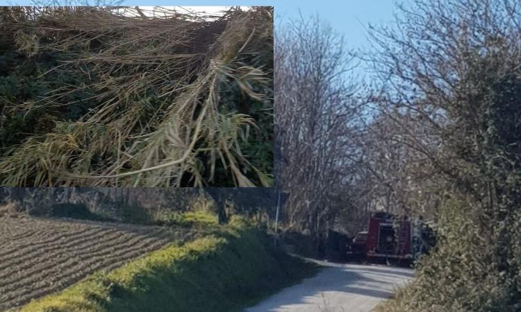 Civitanova, incendio in un canneto: vigili del fuoco al lavoro