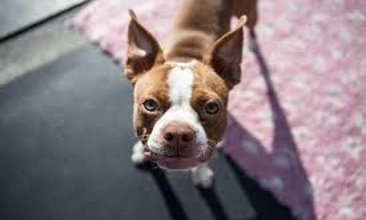 Porto Recanati, ladri tentano di svaligiare un'abitazione: cane si sveglia e li mette in fuga Porto Recanati, ladri tentano di svaligiare un'abitazione: cane si sveglia e li mette in fuga