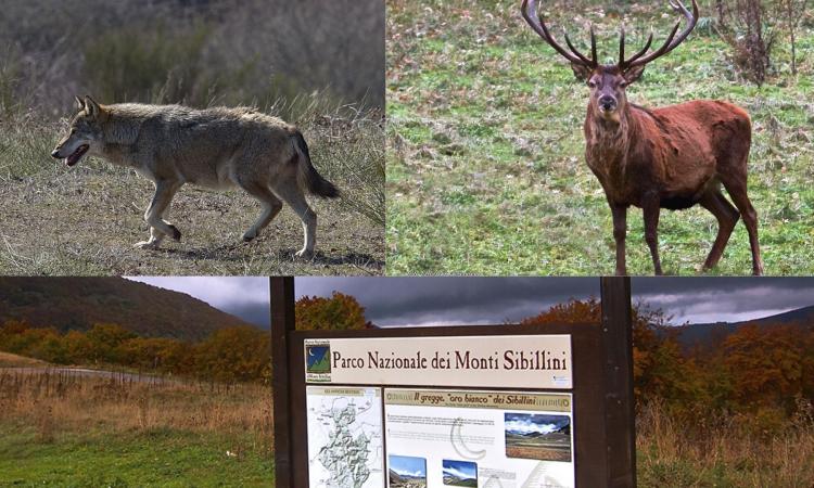 Parco dei Sibillini, Falcucci: "Pronti a uscire, i tre Comuni dell'Alto Nera senza rappresentanti" Parco dei Sibillini, Falcucci: "Pronti a uscire, i tre Comuni dell'Alto Nera senza rappresentanti"