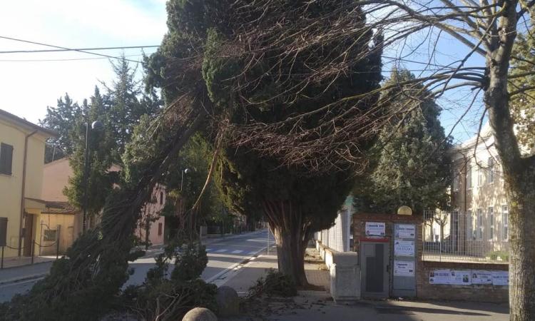 Tragedia sfiorata a Chiesanuova: grosso ramo si abbatte in strada, poco prima erano passati gli alunni delle elementari