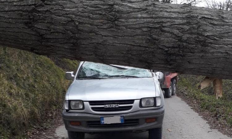 San Severino, un pioppo si abbatte su un fuoristrada: ferito il conducente (FOTO)