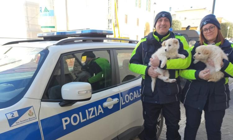 San Severino, cuccioli di Maremmano abbandonati sul ciglio della strada: salvati e recuperati