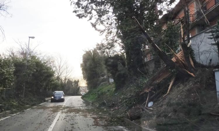 San Severino, conta dei danni causati dal vento: alberi caduti e cartelli divelti. Chiuse alcune strade