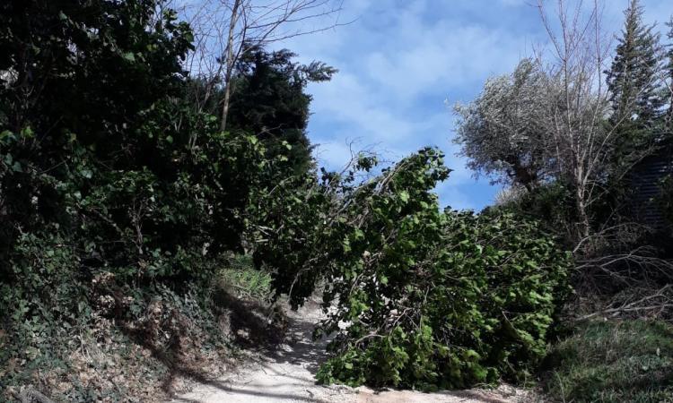 Marche, un San Valentino all'insegna del forte vento: nuova allerta della Protezione Civile Marche, un San Valentino all'insegna del forte vento: nuova allerta della Protezione Civile