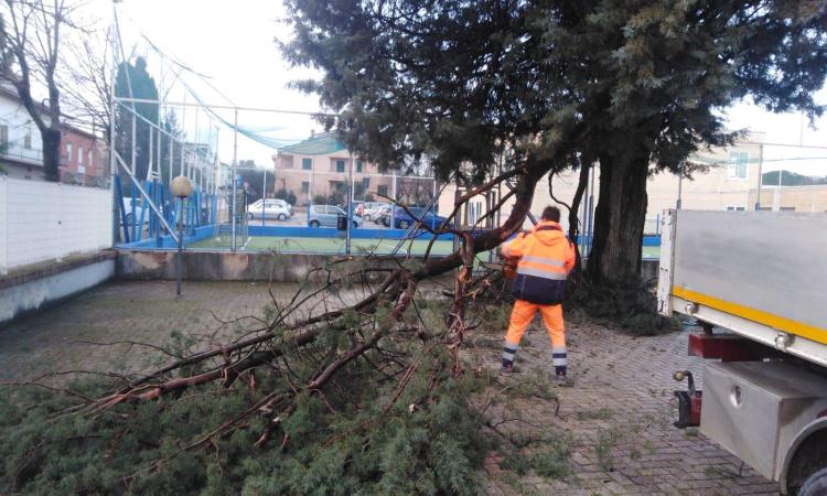 Chiesanuova, raffiche di vento nella notte: grosso ramo si abbatte davanti al portone della scuola "Paladini"