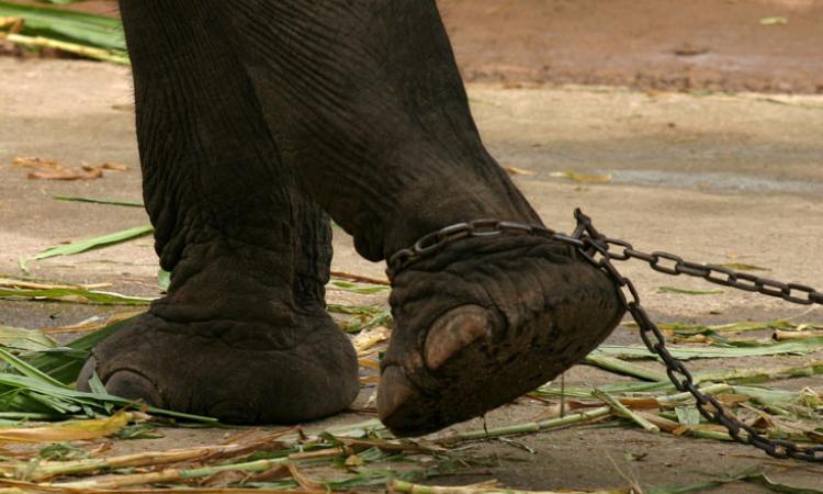 Civitanova, polemica contro il circo con gli animali: l'Oipa chiede un incontro al sindaco e lancia un presidio di protesta