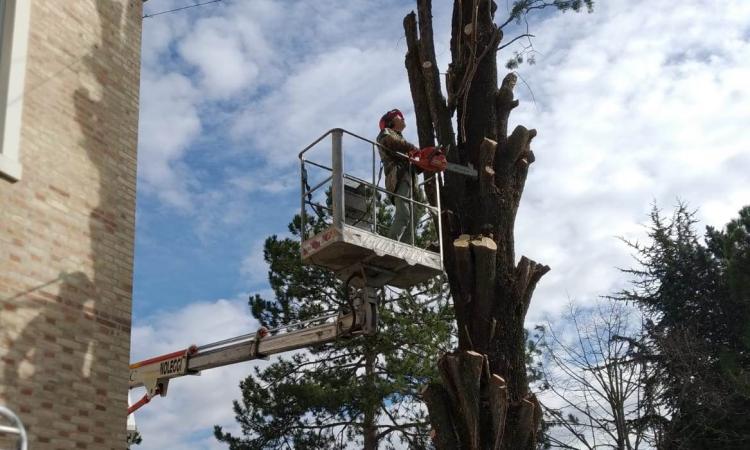 Treia, alberi danneggiati dal vento: il Comune dispone abbattimento e potature d'urgenza