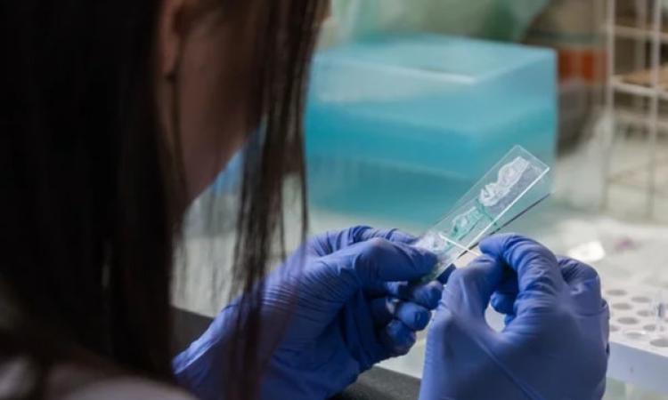 Coronavirus, 94 persone in isolamento nelle Marche: 17 in provincia di Macerata