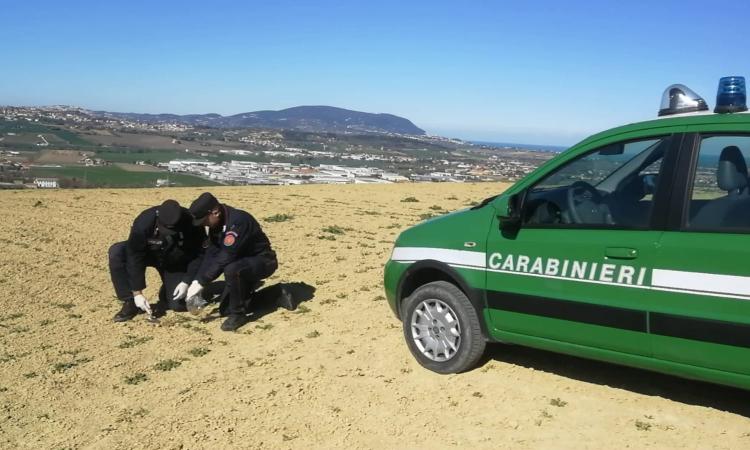 Controlli in due aziende bio del Maceratese: utilizzati fitofarmaci e mangimi non conformi Controlli in due aziende bio del Maceratese: utilizzati fitofarmaci e mangimi non conformi