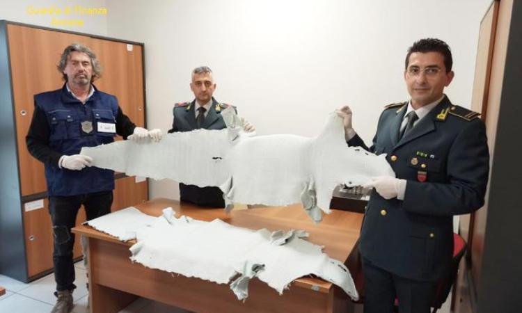 Sequestrate 39 pelli di alligatore americano: erano state lavorate in una conceria del Maceratese Sequestrate 39 pelli di alligatore americano: erano state lavorate in una conceria del Maceratese