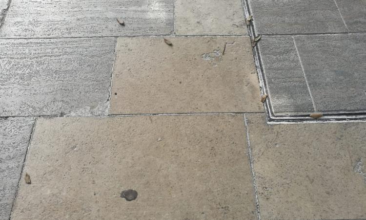 Macerata, Viale Trieste: una passeggiata sopra dei "rattoppi" indecorosi (FOTO) Macerata, Viale Trieste: una passeggiata sopra dei "rattoppi" indecorosi (FOTO)