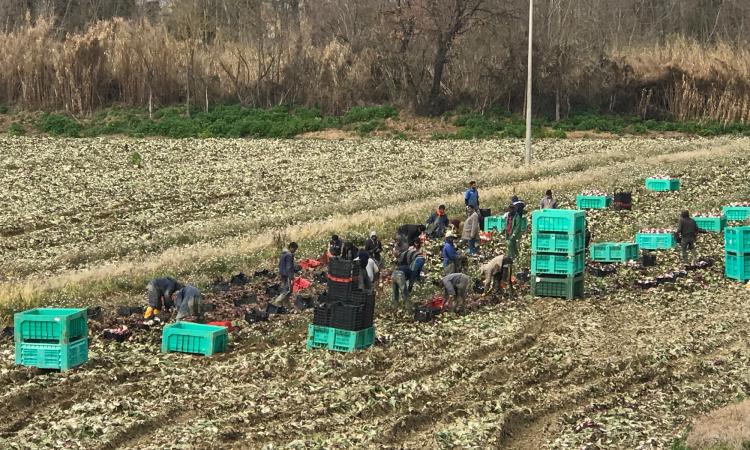 Lotta al caporalato, chiusa per 30 giorni azienda agricola: in 9 a bordo dello stesso mezzo