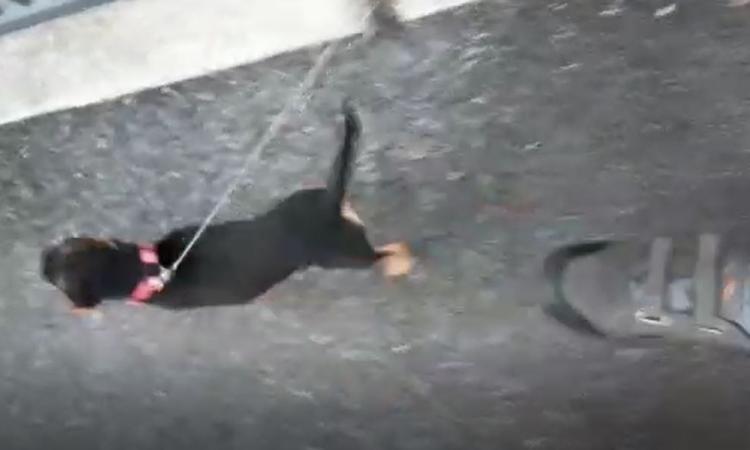 Pollenza, scende in strada per riprendere un flash mob musicale che durava da giorni e viene aggredito (VIDEO)