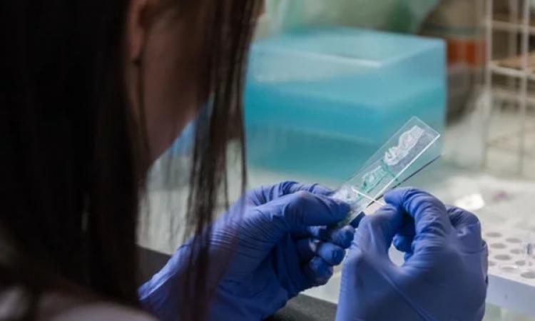 Coronavirus Marche, 40 nuovi casi positivi su più di 1300 tamponi analizzati nelle ultime 24 ore