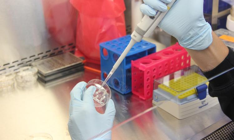 Coronavirus Marche, record di tamponi analizzati in un giorno: 47 i nuovi casi