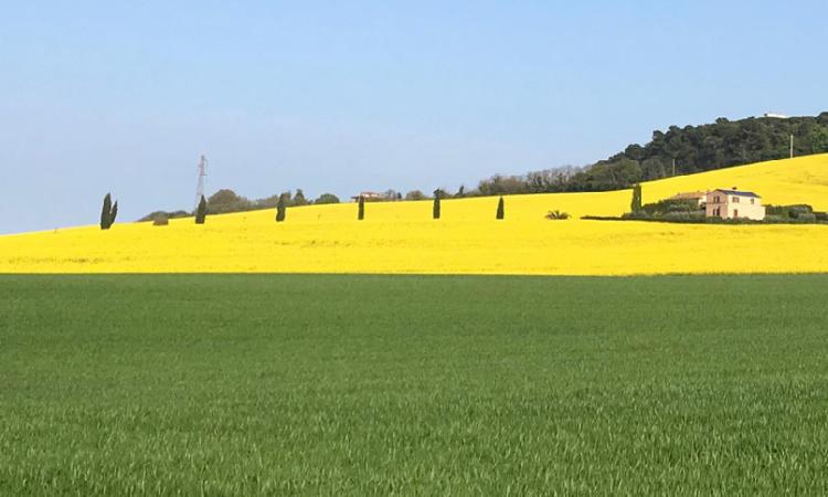 Recanati, agricoltori custodi del verde pubblico nelle strade extraurbane: al via nuovo bando