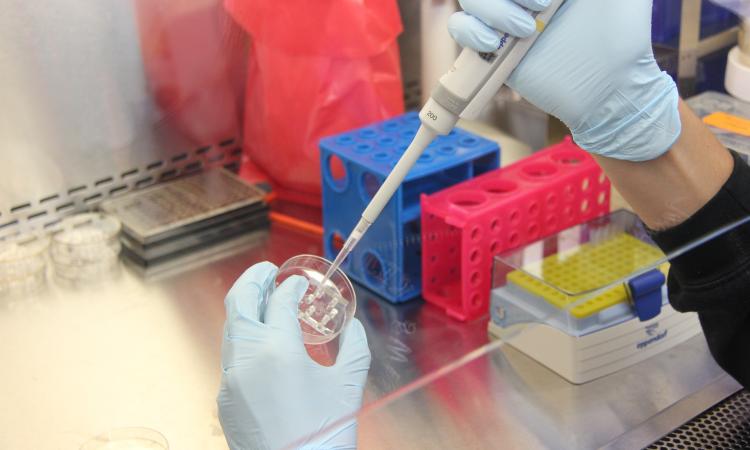 Coronavirus Marche, 37 nuovi casi su 1268 tamponi analizzati: trend stabile Coronavirus Marche, 37 nuovi casi su 1268 tamponi analizzati: trend stabile